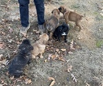 Small Photo #2 Cane Corso Puppy For Sale in DOVER, TN, USA