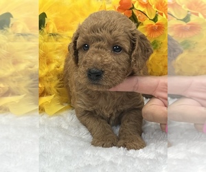 Goldendoodle (Miniature) Puppy for sale in BULLARD, TX, USA