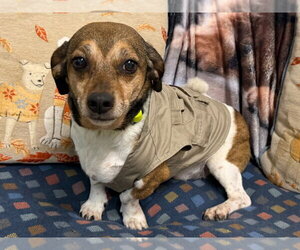 Beagle-Unknown Mix Dogs for adoption in Ellijay, GA, USA