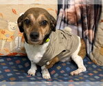 Small Beagle Mix