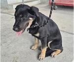 Small #1 German Shepherd Dog Mix