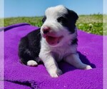 Puppy Gloria Border Collie