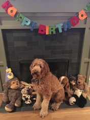 Mother of the Goldendoodle puppies born on 07/23/2018