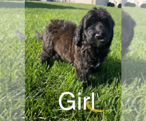 Goldendoodle Puppy for sale in HOPKINSVILLE, KY, USA