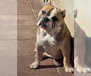 American Bully Puppy for sale in NORTH PORT, FL, USA