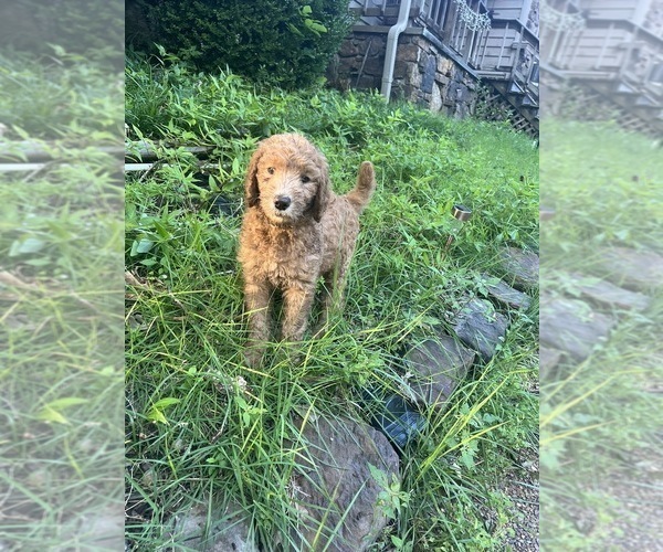 Medium Photo #1 Poodle (Standard) Puppy For Sale in CORDOVA, TN, USA