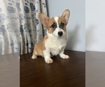 Small #1 Pembroke Welsh Corgi