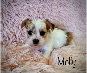 Morkie Puppy for sale in BONNE TERRE, MO, USA