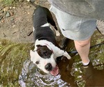 Small #8 American Pit Bull Terrier Mix