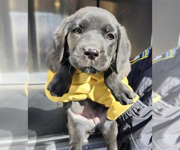 Medium Photo #1 German Wirehaired Pointer-Unknown Mix Puppy For Sale in San Antonio, TX, USA