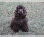 Small #1 Cocker Spaniel