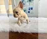 Small Photo #15 French Bulldog Puppy For Sale in ARLINGTON, TX, USA