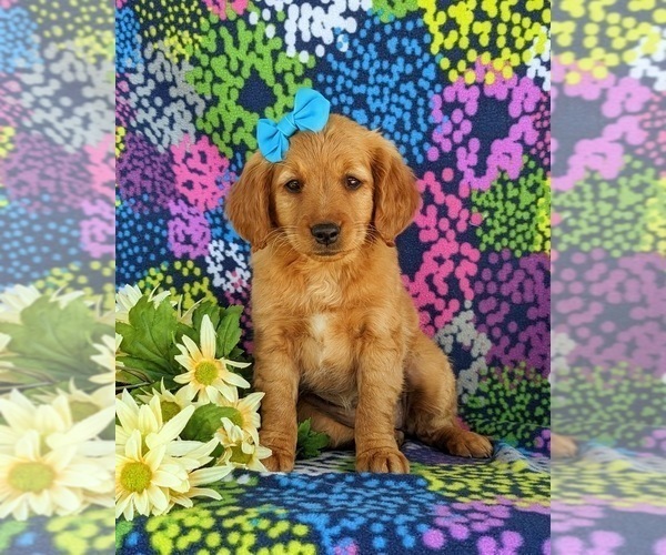 Medium Photo #1 Goldendoodle (Miniature) Puppy For Sale in OXFORD, PA, USA