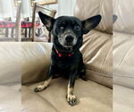 Small Chihuahua Mix