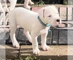 Small Photo #4 Dogo Argentino Puppy For Sale in PURDON, TX, USA
