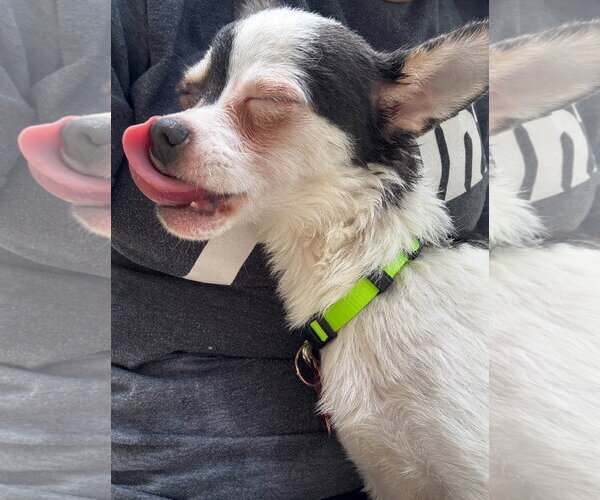 Medium Photo #3 Chihuahua-Unknown Mix Puppy For Sale in Grafton, WI, USA