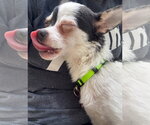 Small #2 Chihuahua Mix