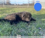 Small Photo #4 German Shepherd Dog Puppy For Sale in BOLIVAR, MO, USA