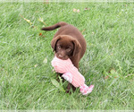 Small #5 Labrador Retriever
