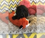 Small Photo #5 Irish Doodle Puppy For Sale in SUMNER, IA, USA