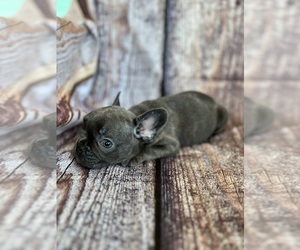 French Bulldog Puppy for sale in MIAMI, FL, USA