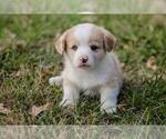 Small Photo #3 Pembroke Welsh Corgi Puppy For Sale in ELKTON, KY, USA