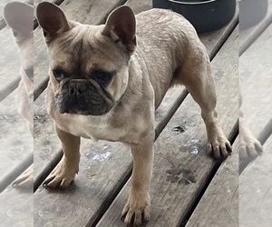 French Bulldog Puppy for sale in CONNEAUTVILLE, PA, USA
