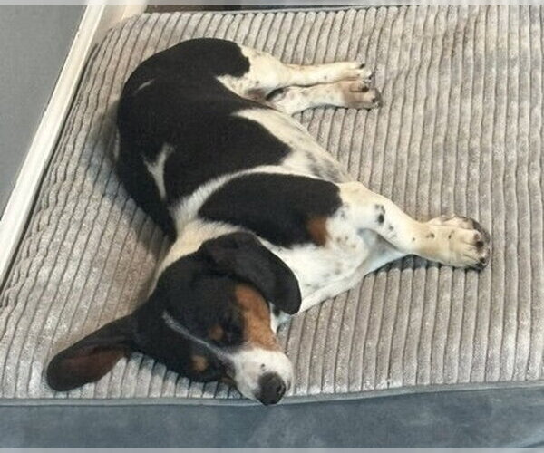 Medium Photo #2 Dachshund Puppy For Sale in Hesperia, CA, USA