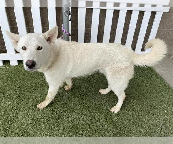 Medium Photo #1 German Shepherd Dog-Unknown Mix Puppy For Sale in Modesto, CA, USA