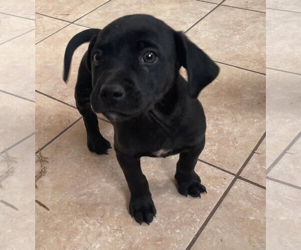 Medium Photo #1 Catahoula Leopard Dog-Unknown Mix Puppy For Sale in Tracy City, TN, USA