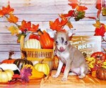 Puppy Charisma Chihuahua