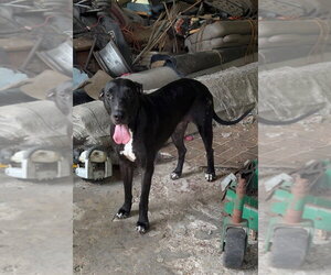 Great Dane Dogs for adoption in Bullard, TX, USA