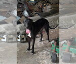 Katrina - Female Great Dane Dog for Adoption - Small photo