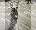 Small #3 Pug Mix