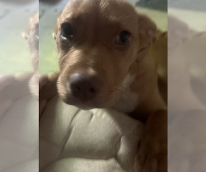 American Pit Bull Terrier Puppy for sale in CHATSWORTH, GA, USA