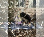 Small Photo #33 Australian Shepherd Puppy For Sale in FARMVILLE, VA, USA