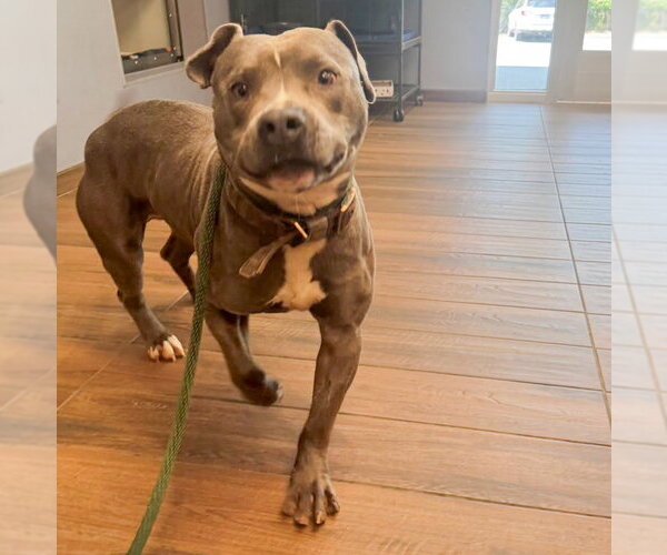 Medium Photo #1 Mutt Puppy For Sale in Hilton Head, SC, USA