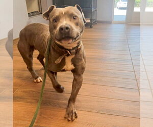 Mutt Dogs for adoption in Hilton Head, SC, USA