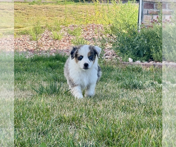 Medium Photo #6 Miniature Australian Shepherd Puppy For Sale in STRASBURG, CO, USA