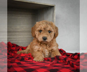 Goldendoodle Puppy for sale in ITASCA, TX, USA