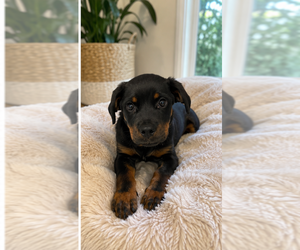 Rottweiler Dogs for adoption in Brewster, NY, USA