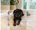 Small Rottweiler