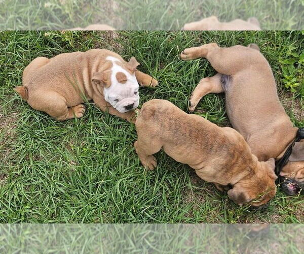 Medium Photo #3 Bulldog Puppy For Sale in ZEPHYRHILLS, FL, USA