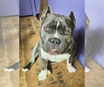 Small #3 Bulldog Mix