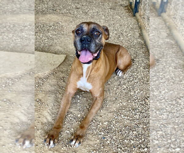 Medium Photo #2 Boxer Puppy For Sale in Austin, TX, USA