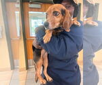 Small #2 Beagle Mix