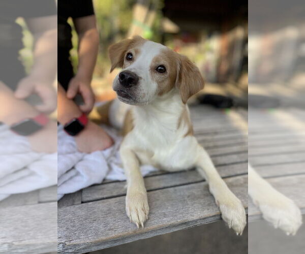 Medium Photo #1 Chihuahua-Unknown Mix Puppy For Sale in W Hollywood, CA, USA