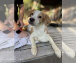 Small Chihuahua Mix