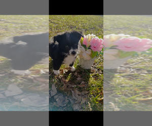 Pembroke Welsh Corgi-Poodle (Miniature) Mix Puppy for sale in LEBANON, MO, USA