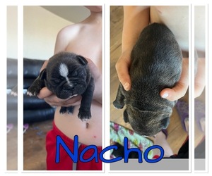 Faux Frenchbo Bulldog Puppy for sale in OLATHE, CO, USA